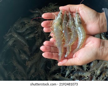 Cuatro coloridos camarones vanamii se alinearon en ambas manos, y debajo de ellos, había un fondo borroso de camarón en el fondo.