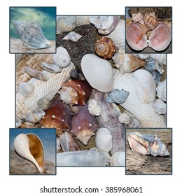 Four Corner Shell Poster Stock Photo 385968061 | Shutterstock