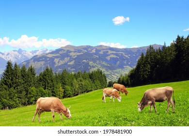 Four cows grazing in a mountain meadow in Alps mountains, Tirol, Austria. View of idyllic mountain scenery in Alps with green grass and red cows on sunny day. European mountain landscape