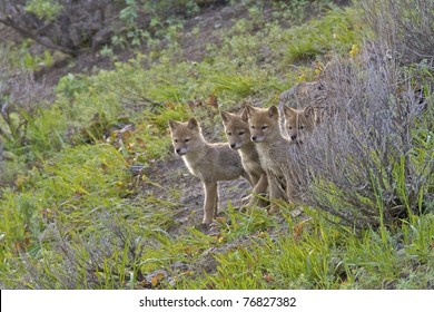 Four coyote pups waiting for their mother to bring them food