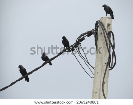 The four crows perched on a power line