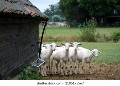 Four curious goats behind a barn the Netherlands
