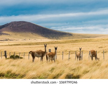 Four curious guanaco lamas (Lama guanicoe) in the endless grass pampas of Argentina