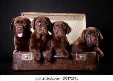 four cute chocolate puppies of Labrador Retriever amicably sitting in brown vintage leather suitcase on black background