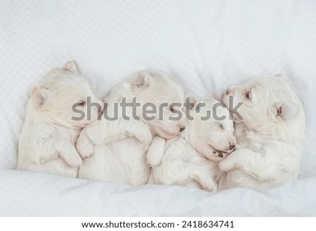 Four cute tiny white lapdog puppies sleep under warm white blanket on a bed at home. Top down view