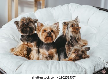 Four cute  Yorkshire Terrier on miniature couch sofa. Front view 