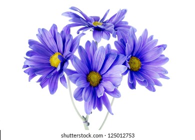 Four daisy flowers in a close-up image