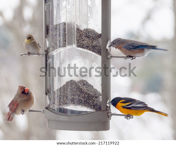 Four Different Bird Species Bird Feeder Royalty Free Stock Image