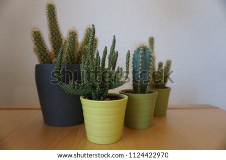 four different cactae