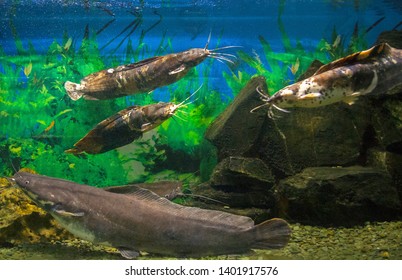 Four different catfish in aquarium. African sharptooth. Closeup. Selective focus