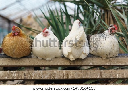Four different chickens perch in a chicken coop. Disagreement