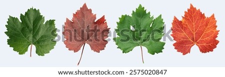 Four different grape leaves are shown in a row. The leaves are green, red, and yellow. Concept of change and growth.