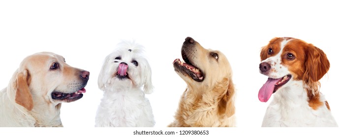 Group Portrait Adorable Puppies Stock Photo 1251494392 | Shutterstock