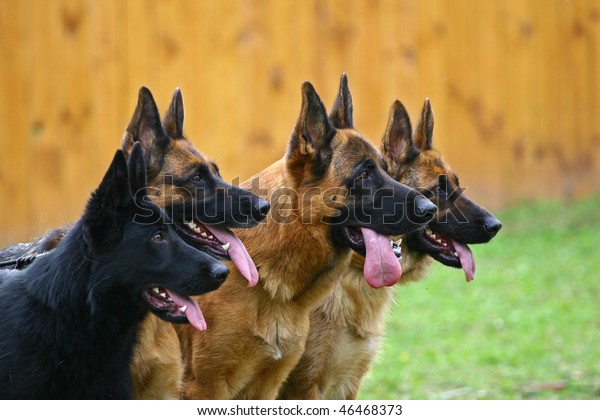 4匹の犬が 横顔で注意深く遠くを見つめるドイツの羊飼い の写真素材 今すぐ編集