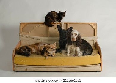 Four dogs of different breeds and a cat lying on a sofa that they have just destroyed. Studio image against white background.