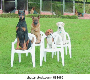 Four Dogs At Dog School