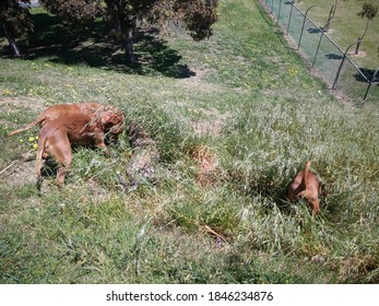 Four Dogs Playing In The Long Grass At The Top Of A Steep Hill. Washed Out Colours Creating A Muted Palette.