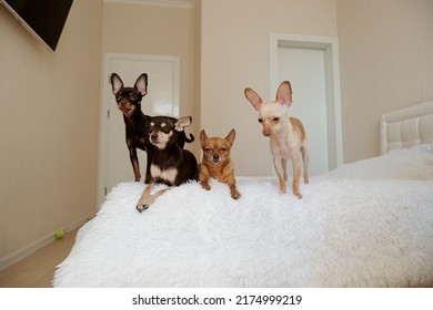 four dogs of the same breed of different colors on the bed at home