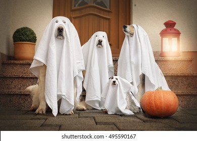 Four Dogs Sit As A Ghost In Front Of The Door