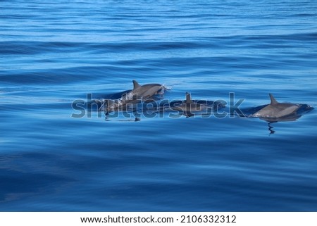 Four dolphin fins emerging from the deep waters