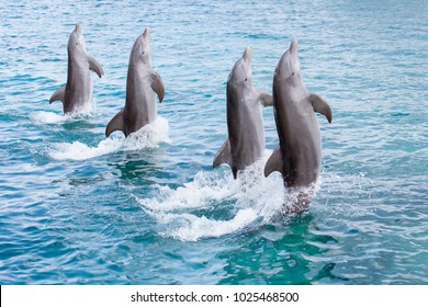 Four Dolphins In Sync Swimming Backwards, Raised Half Way Out Of The Water By Their Tails