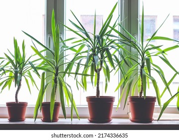 Four Dracanea Marginata Indoor Plants In Flowerpots On Window Sill