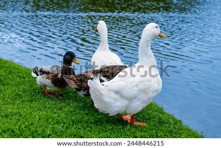 Four Ducks by the Lakeside: Harmonious Gathering