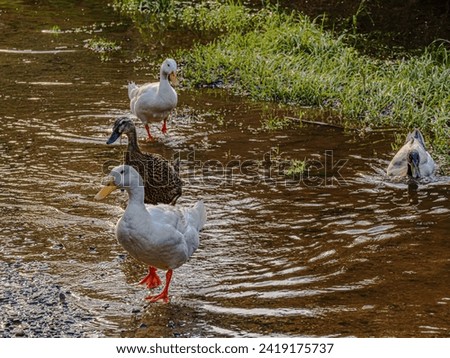 Four ducks heading out of water