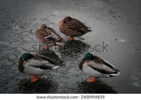 four ducks hiding their heads in feathers on ice