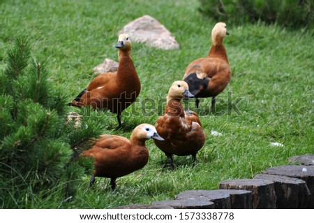 Four ducks on the green grass