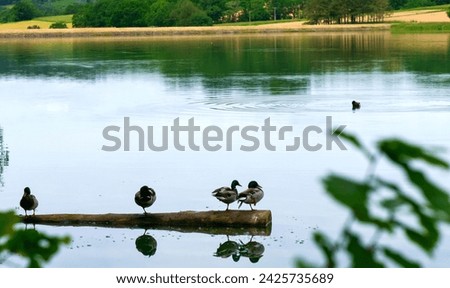 four ducks on a tree trunk in the pond