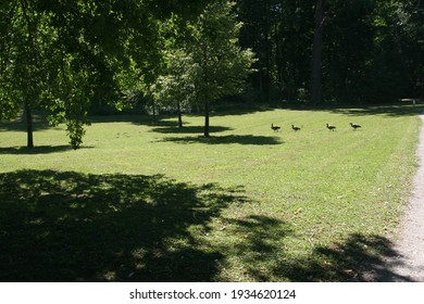 Four Ducks Walking In A Row On A Green Grass Lawn Surrounded By Green Trees