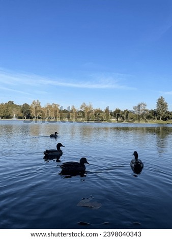 Four ducks in the water at William R Mason Regional Park, Irvine, California