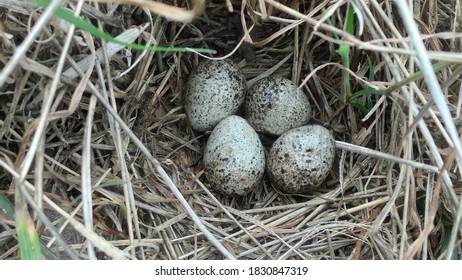 Download Mockingbird Eggs Images Stock Photos Vectors Shutterstock