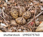 Four Eggs of Black-winged Stilt on the ground(Himantopus himantopus)