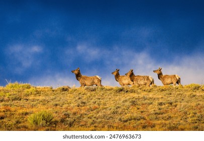 Four elk cows running on a grass hilltop in the morning golden sunrise light with a dark sky clearing storm background  - Powered by Shutterstock