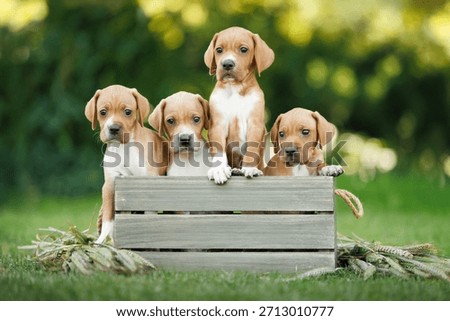 four english pointer puppies posing in a wooden box outdoors