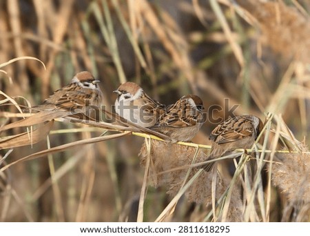 Four Eurasian Tree Sparrows [Passer montanus] sitting together in a row on a dry reed stem.