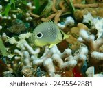 Four eye butterfly fish swimming around finger corals