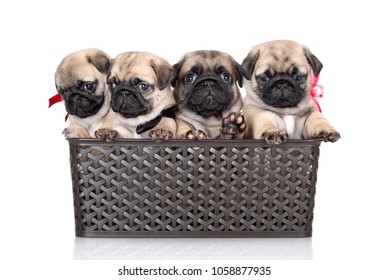 basket of pugs