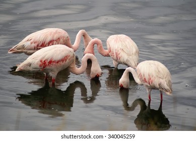 66,659 Flamingo beak Images, Stock Photos & Vectors | Shutterstock