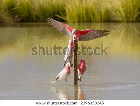 Four galahs, pink and grey Australian parrots, sitting on a fence post to drink in the middle of a waterhole with one bird spreading its wings as it squabbles with another bird.