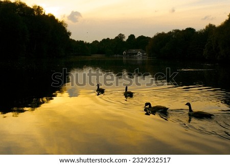 Four Geese on a Yellow Lake