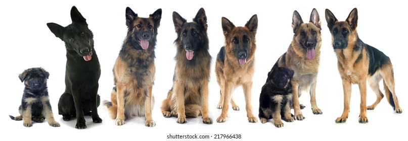 are there two types of german shepherds