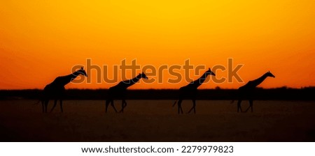 Four Giraffe walking on a salt pan in the Central Kalahari Game Reserveduring the dusk - beautiful sunset - Botswana