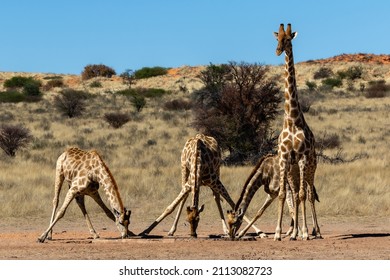 Four giraffes at a waterhole in the Kgalagadi Transfrontier Park in South Africa. Note the awkward stance with the front legs spread wide, making them very vulnerable at that stage.