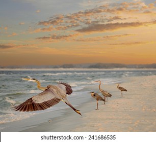 Four Great Blue Herons, One Taking Off, at the Beach as the Sun Rises