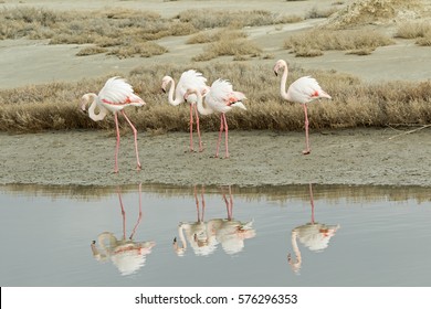 Four Greater Flamingos  (Phoenicopterus roseus) at Evros estuary, Greece