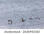 Four greylag geese flying low across a loch, all the wings in different positions.