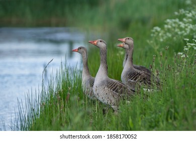 Four Greylag Goose (Anser anser) standing in grass with white flowers.